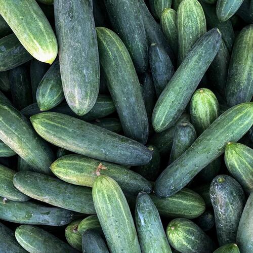 Fresh cucumbers from The Farmer Corner - Healthy vegetables