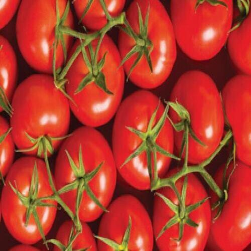 Fresh tomatoes from The Farmer Corner - High quality vegetables